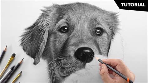 pencil drawings animals|How to Draw a Realistic Dog .